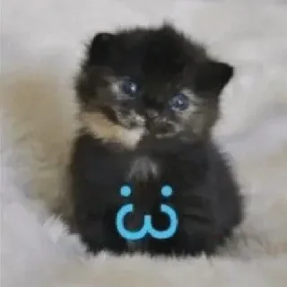 Video sticker 😇 mio mao