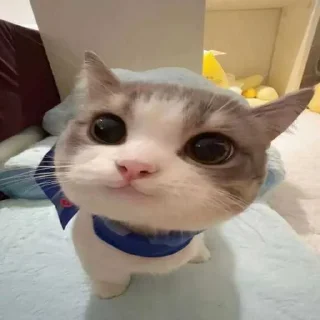 Sticker 😜 mio mao