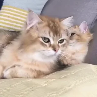 Telegram sticker 🐈 ВсратоКот @stickers_teleg_telegramstickeri