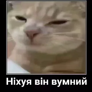 Telegram sticker 🐈 ВсратоКот @stickers_teleg_telegramstickeri