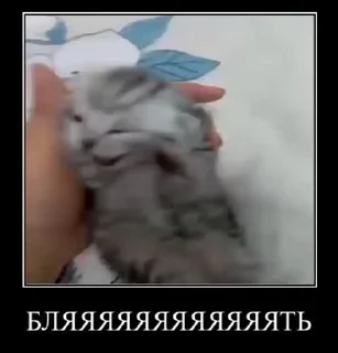 Telegram sticker 🐈 ВсратоКот @stickers_teleg_telegramstickeri