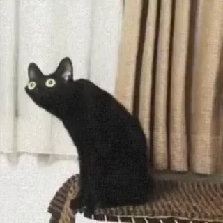 Telegram sticker 🐈 ВсратоКот @stickers_teleg_telegramstickeri