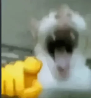 Telegram sticker 😭 Pedro Pascal shall touch me