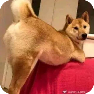 Video sticker 🐶 Pedro Pascal shall touch me