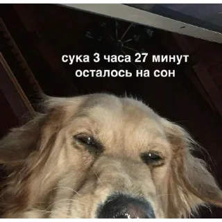 Telegram sticker 🥱 @theaaronme