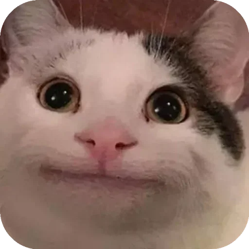 Telegram sticker 🏵 @apkicutie 's fav :: @fStikBot