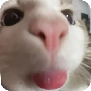 Telegram sticker 🤪 Eheh😜