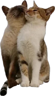 Telegram sticker 🐈 meow meow :: @fStikBot