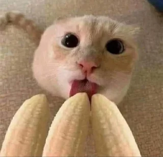 Telegram sticker 🍆 suck my d :: @fStikBot