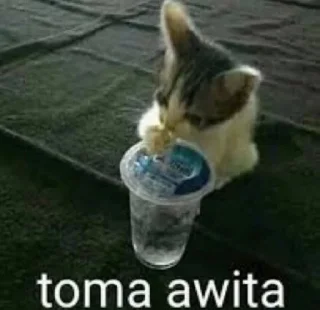 Telegram sticker 🚰 Will's moronic cat pack