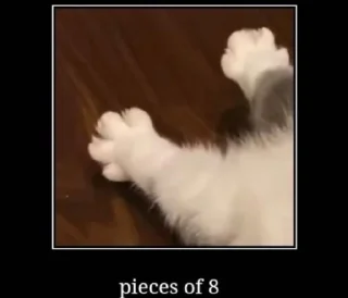 Video sticker 🐾 Will's moronic cat pack