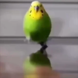 Video sticker 😱 Больше стиков тут: @stikery4