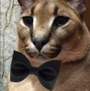 Telegram sticker 🗿 ممد نیگر