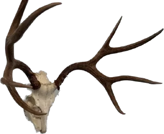 Телеграм стикер 🦌 Love You Carson