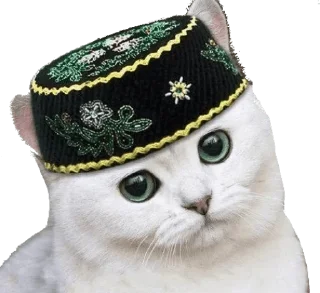 Telegram sticker 🐱 ×🇧🇷𝙿𝚊𝚌𝚘𝚝𝚎 𝚂𝚊𝚗𝚌𝚝𝚘 𝙱𝚛𝚊𝚜𝚒𝚕𝚎𝚒𝚛𝚘🇧🇷×