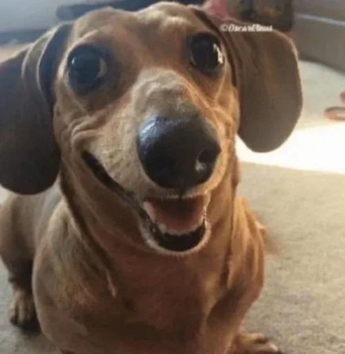 Telegram sticker 🌟 natdelicia