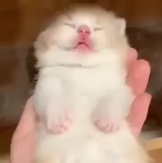 Video sticker 😵 Su_su_01