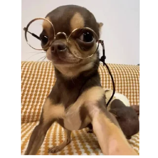 Sticker 🐶 Zoeira