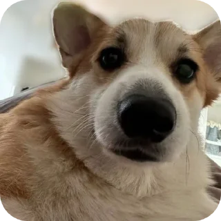 Telegram sticker 😀 Ꮋαʀαттα's a pack - 1