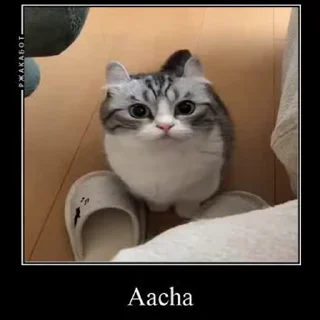 Video sticker 😌 Honk honk | Rymer