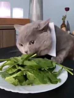 Video sticker 😐 Animals by @Onishiki