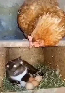 Video sticker 😐 Animals by @Onishiki