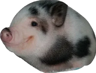Telegram stiker 🐖 Больше стикеров тут: @stikery_emodzi_memy