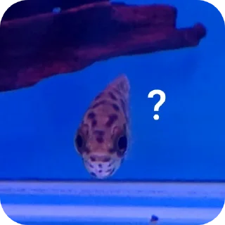 Video sticker 🌊 animal xen.