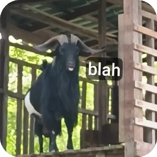 Video sticker 🐶 animal xen.