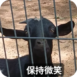 Video sticker 🤘 animal xen.