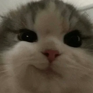 Телеграм стикер 😏 karinge :: @fStikBot
