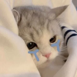 Video sticker 😿 random by: @httpsvlabot