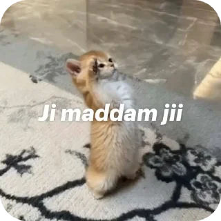 Telegram sticker 🐱 @divyansh09s