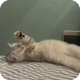 Video sticker 🐾 mizuru хд :: @fStikBot