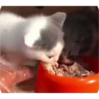 Video sticker 🐾 mizuru хд :: @fStikBot