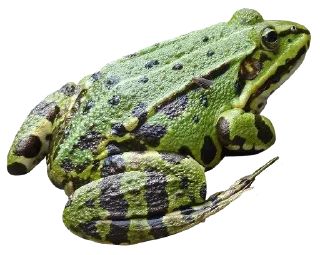 Telegram sticker 🐸 Больше стикеров 👉🏻 @stickertg4