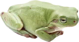 Telegram sticker 🐸 Больше стикеров 👉🏻 @stickertg4
