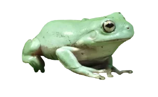 Telegram sticker 🐸 Больше стикеров 👉🏻 @stickertg4