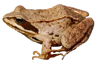 Telegram sticker 🐸 Больше стикеров 👉🏻 @stickertg4