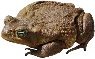 Telegram sticker 🐸 Больше стикеров 👉🏻 @stickertg4