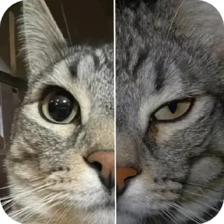 Telegram sticker 🐱 Либмба2.0