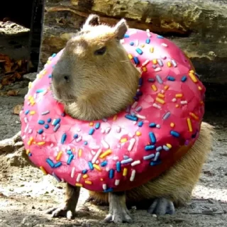 Sticker 🍩 CapybaRa @BredRa