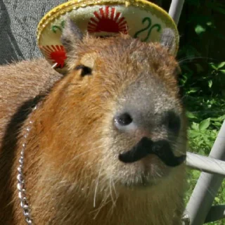 Video sticker 🇮🇹 CapybaRa @BredRa