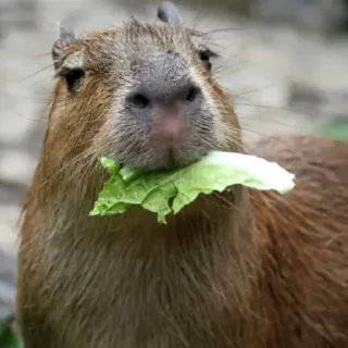 Telegram sticker 🥬 CapybaRa @BredRa