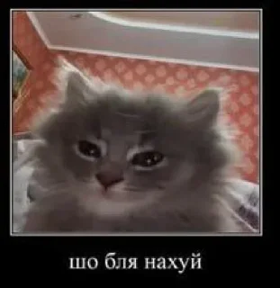 Telegram sticker 🤩 фугас в голову | @strazhm8