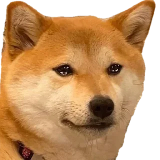 Video sticker 😢 @mem