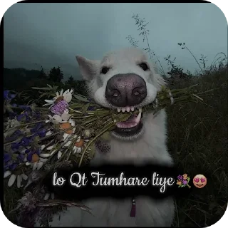 Telegram stiker 🌷 ⎯꯭‌𝅃꯭᳚𓆰꯭꯭𝐒𝐇𝐈𝐃𝐃𝐀𝐓🦢𓆪ꪾ || »