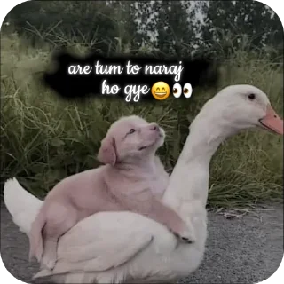 Telegram stiker 😙 ⎯꯭‌𝅃꯭᳚𓆰꯭꯭𝐒𝐇𝐈𝐃𝐃𝐀𝐓🦢𓆪ꪾ || »