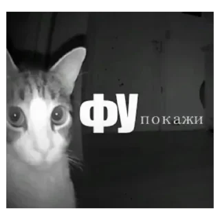 Telegram sticker 😧 1/mashmi1ash:: @fStikBot