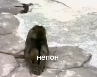 Video sticker 🤔 Монки поны и монки :: @fStikBot